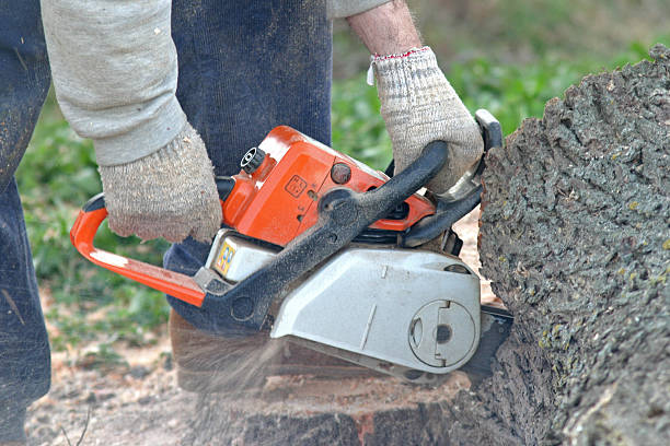Best Leaf Removal  in Jericho, NY