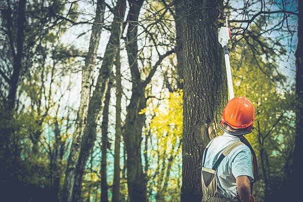 Jericho, NY Tree Care Company